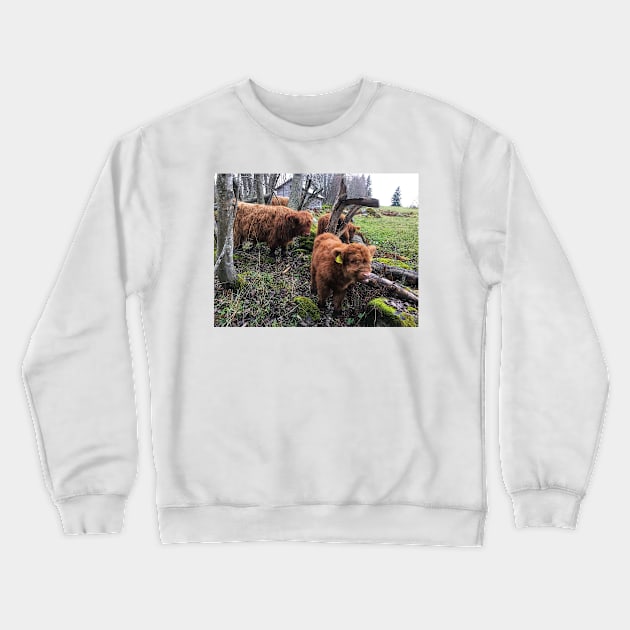 Scottish Highland Cattle Calves 1580 Crewneck Sweatshirt by SaarelaHighland